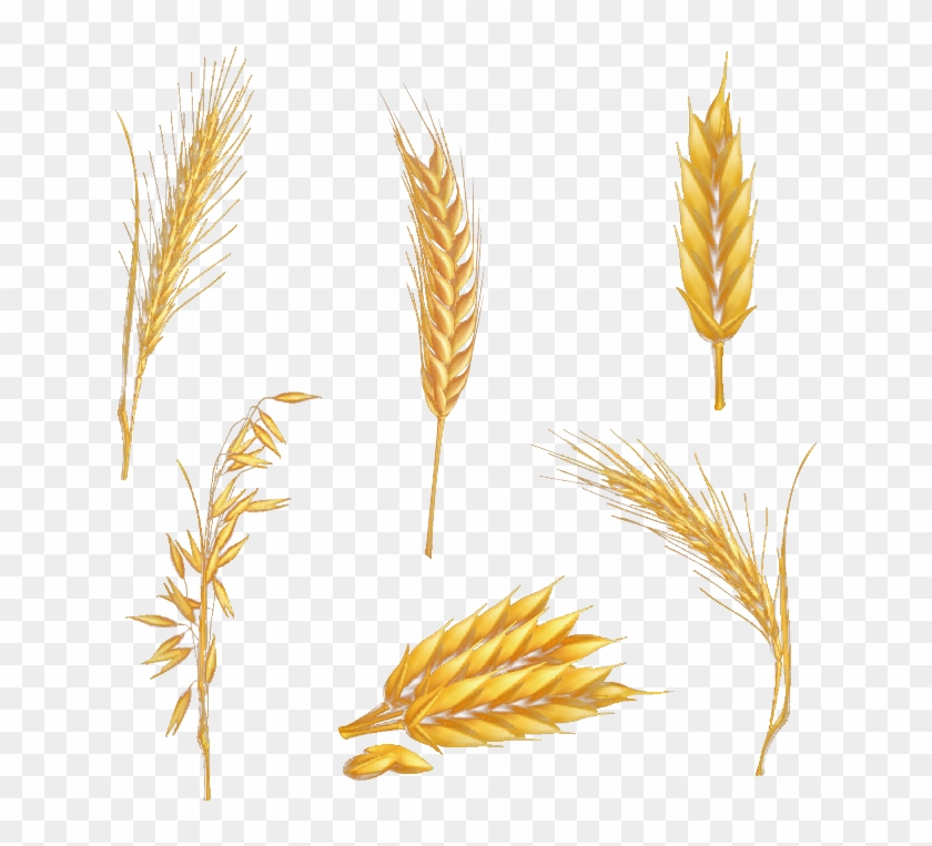 Detail Wheat Stalk Png Nomer 27