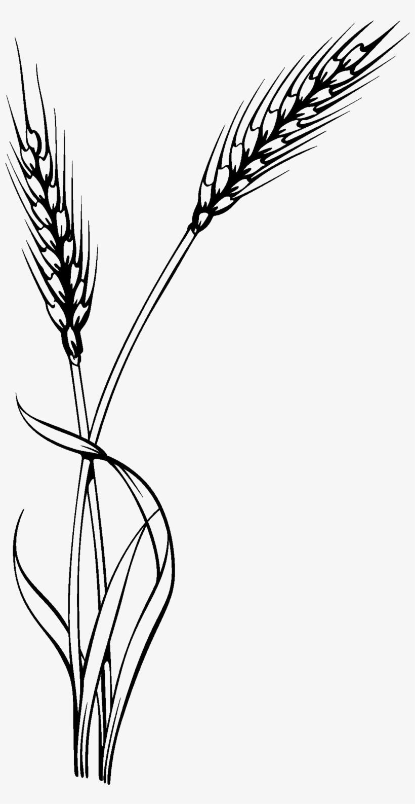 Detail Wheat Stalk Png Nomer 28