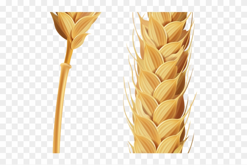 Detail Wheat Stalk Png Nomer 32