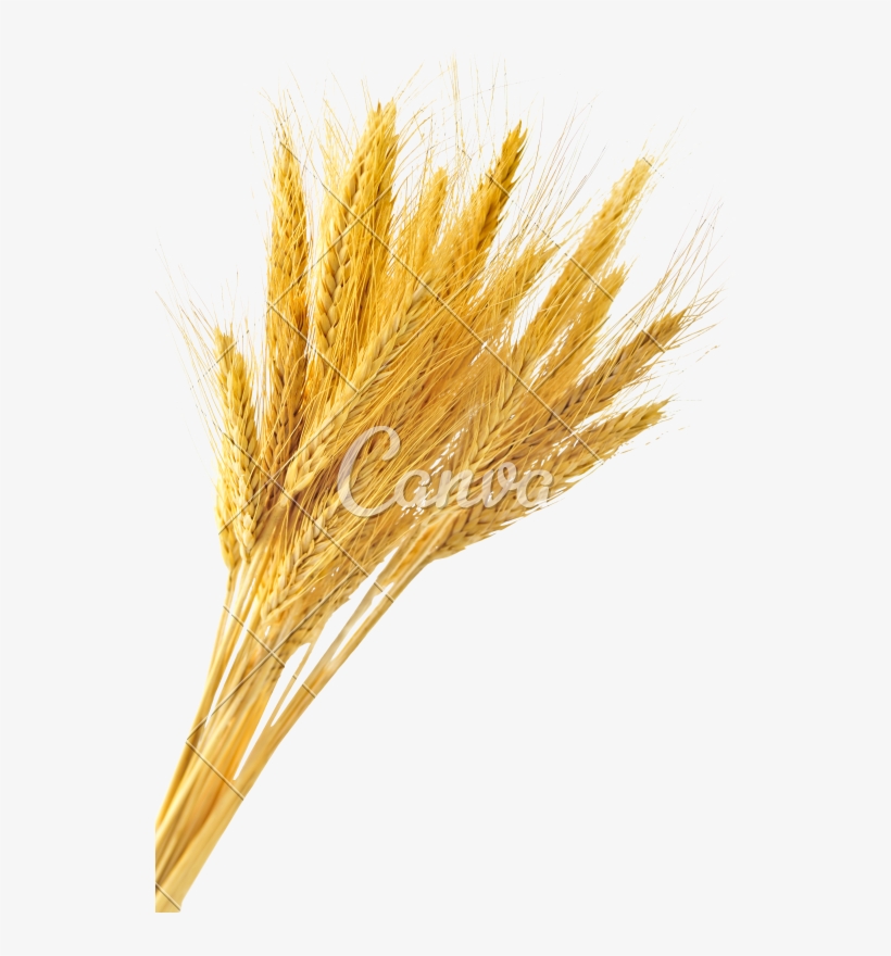 Detail Wheat Stalk Png Nomer 43