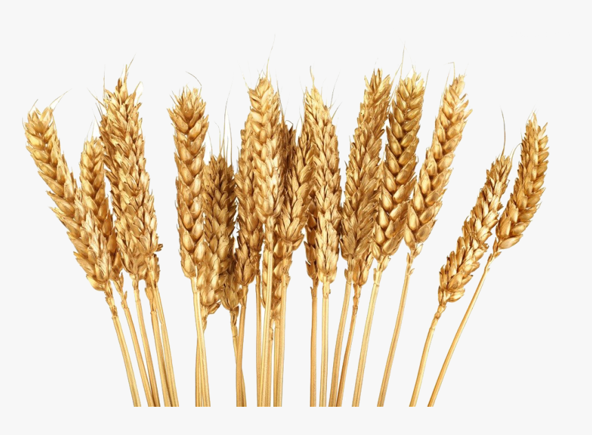 Detail Wheat Stalk Png Nomer 6