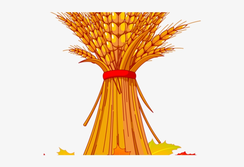 Detail Wheat Stalk Png Nomer 53