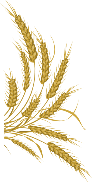 Detail Wheat Stalk Png Nomer 54