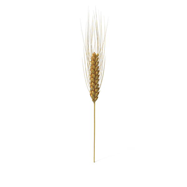 Detail Wheat Stalk Png Nomer 55