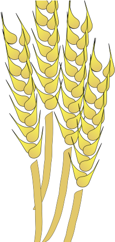 Detail Wheat Stalk Png Nomer 56