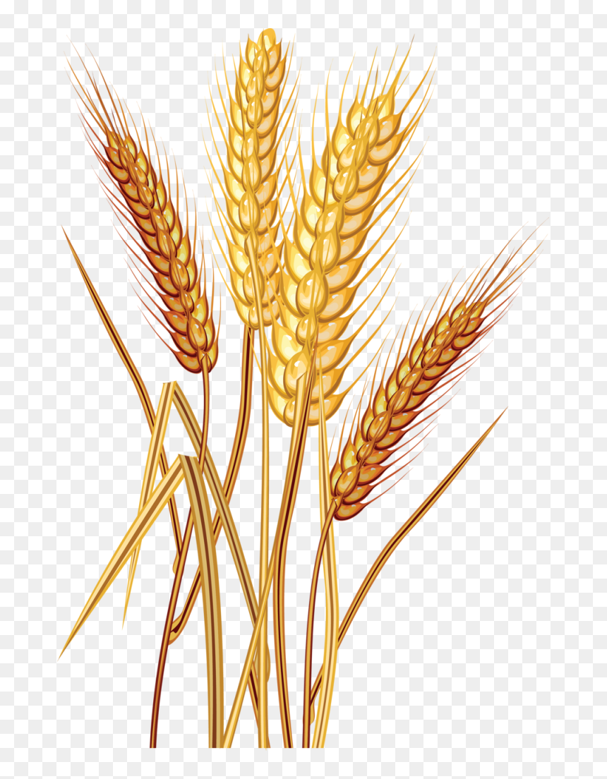 Detail Wheat Transparent Nomer 12
