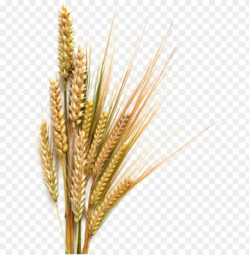 Detail Wheat Transparent Nomer 19