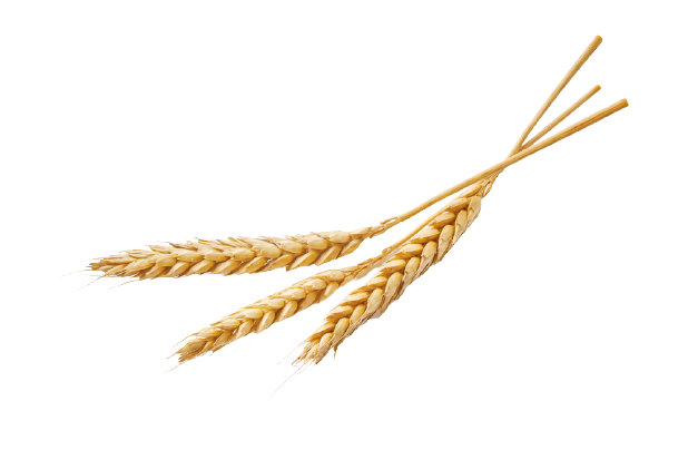Detail Wheat Transparent Nomer 32