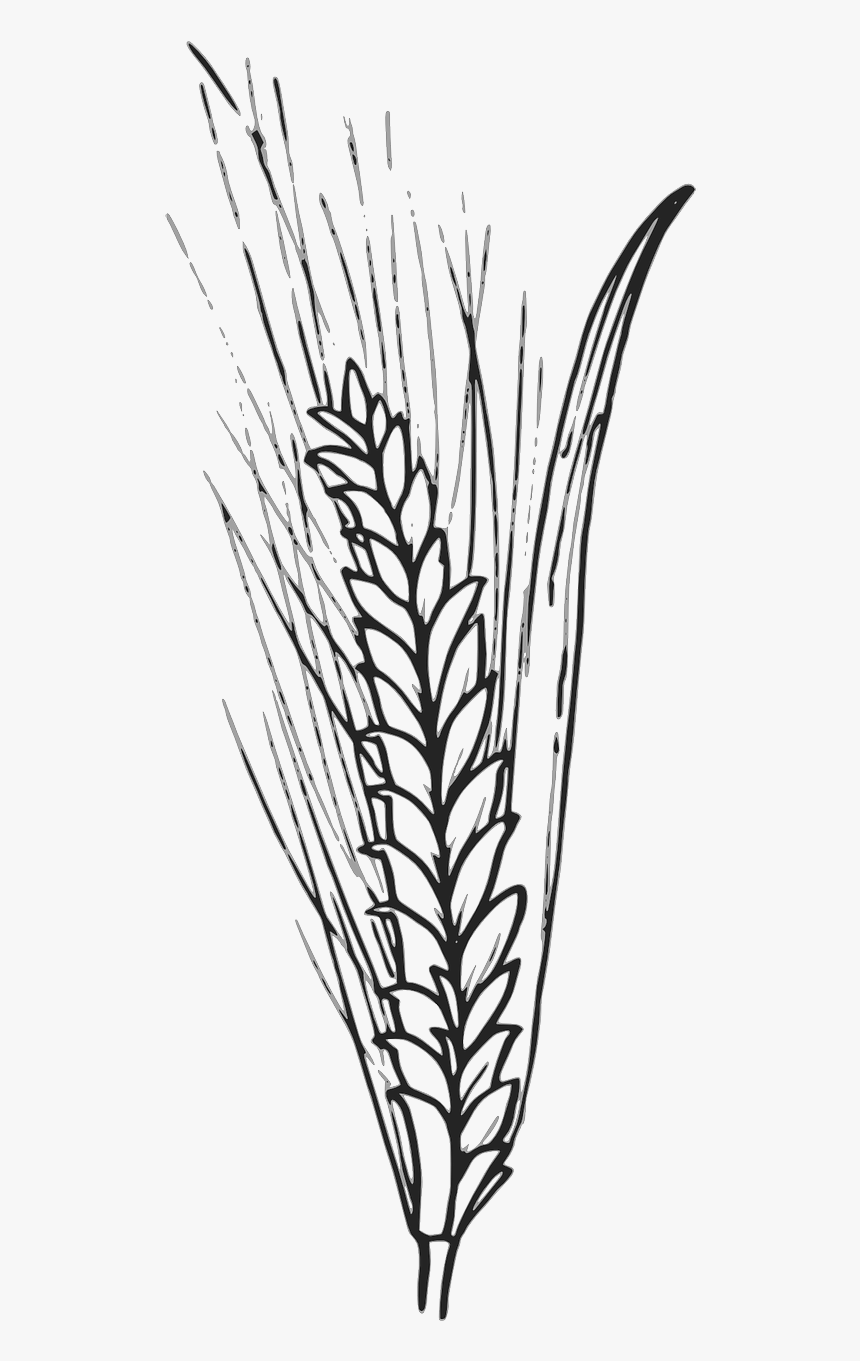 Detail Wheat Transparent Nomer 33