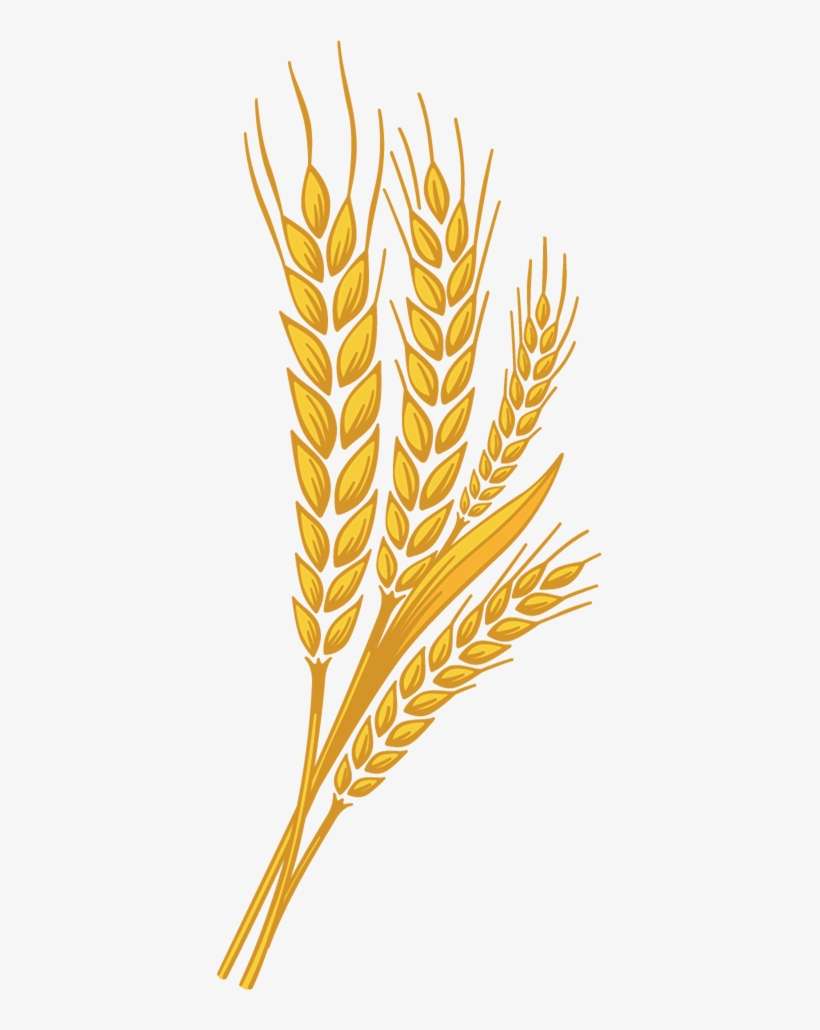 Detail Wheat Transparent Nomer 34