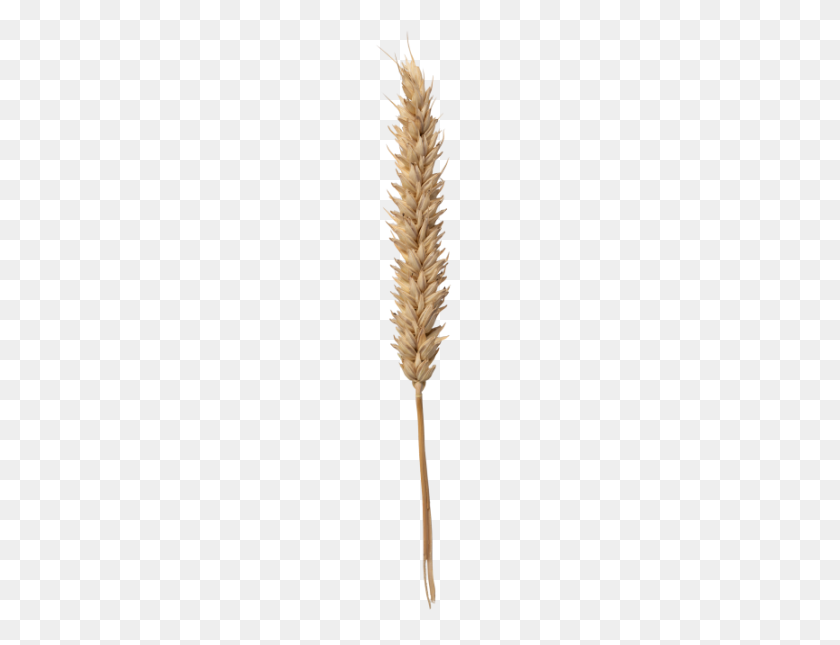 Detail Wheat Transparent Nomer 36