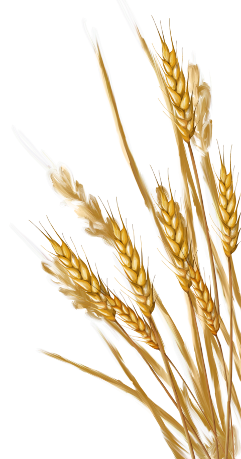 Detail Wheat Transparent Nomer 5