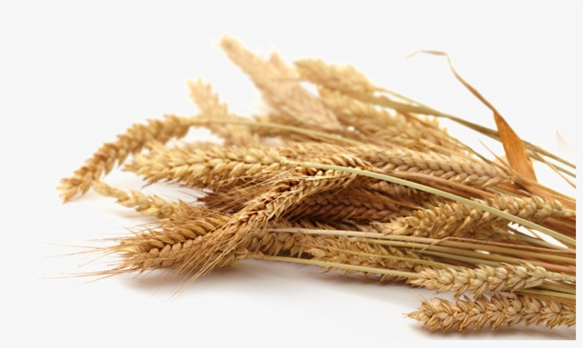 Detail Wheat Transparent Nomer 40