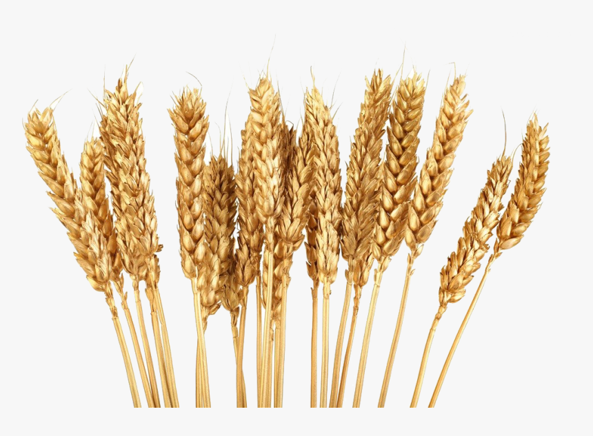 Detail Wheat Transparent Nomer 41