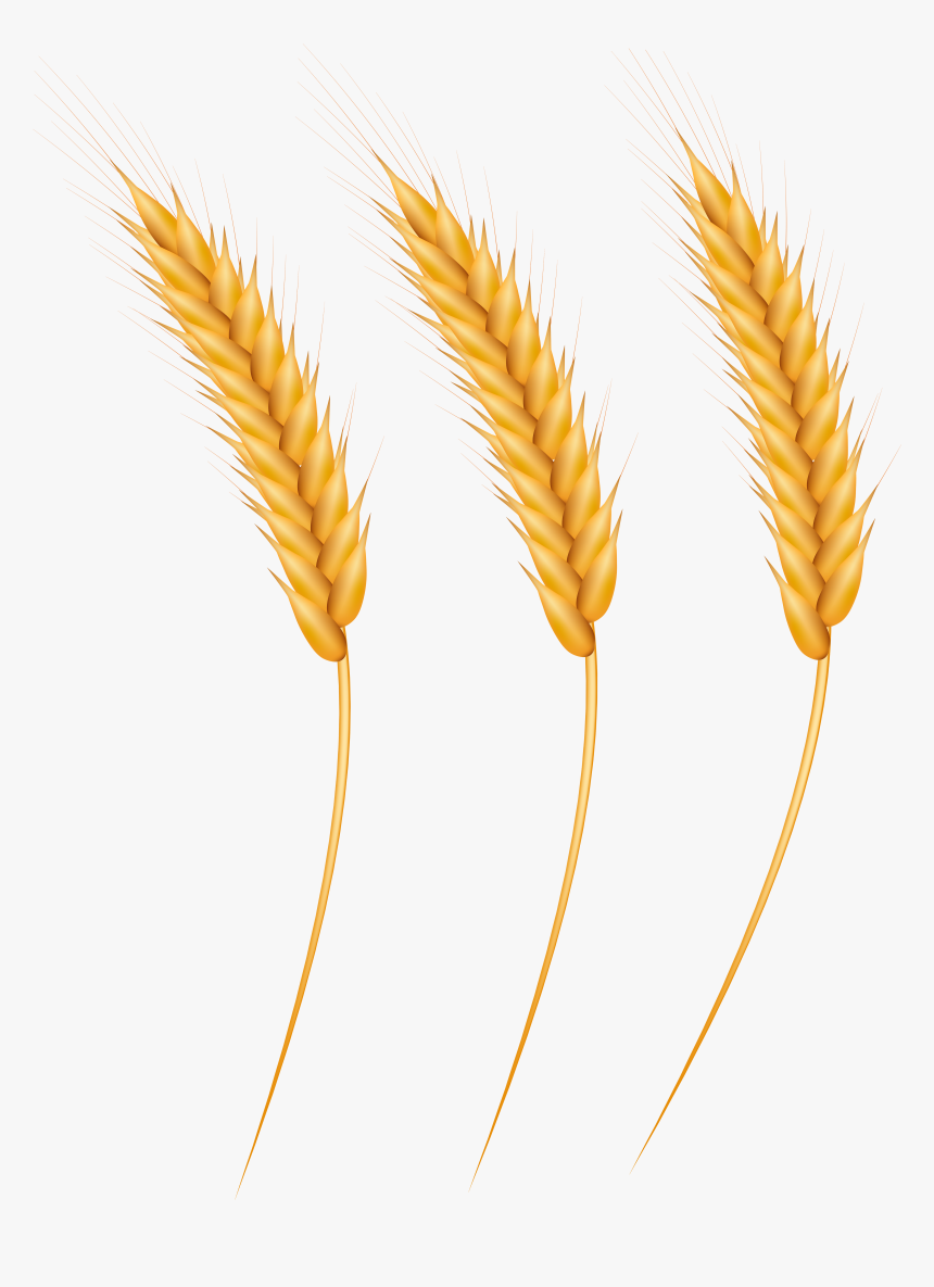 Detail Wheat Transparent Nomer 43