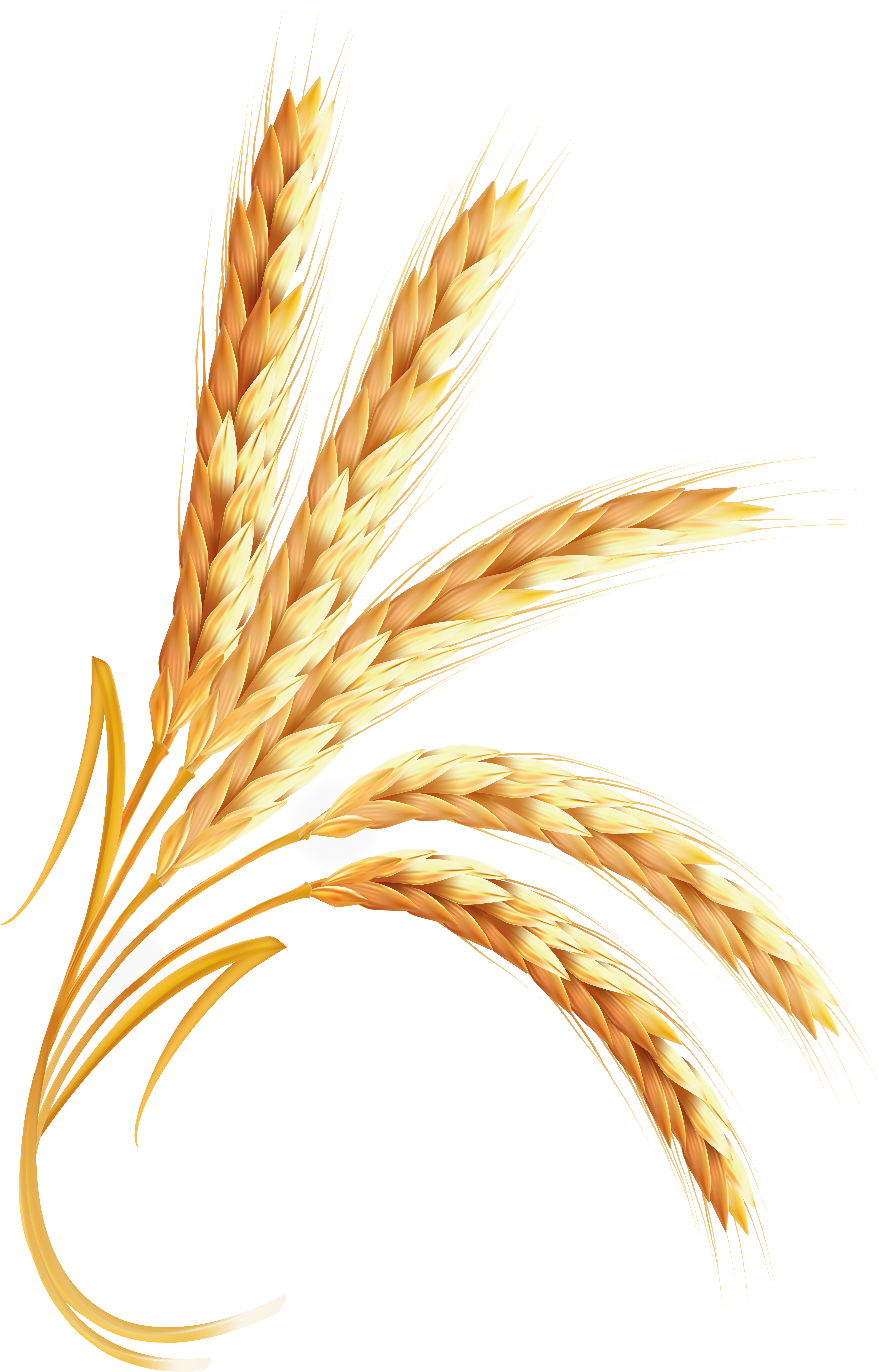 Detail Wheat Transparent Nomer 45