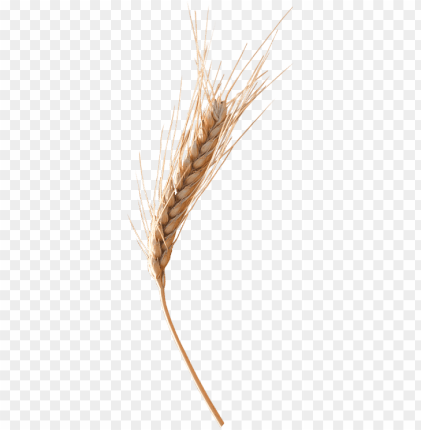 Detail Wheat Transparent Nomer 46