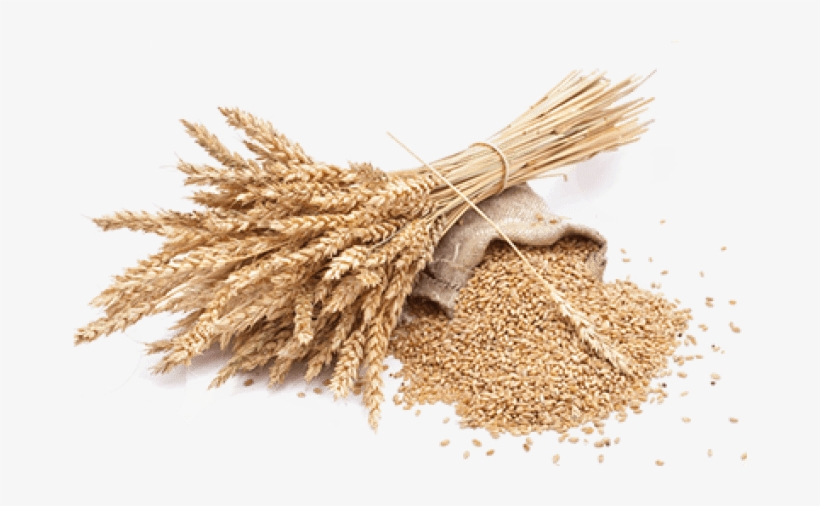 Detail Wheat Transparent Nomer 48