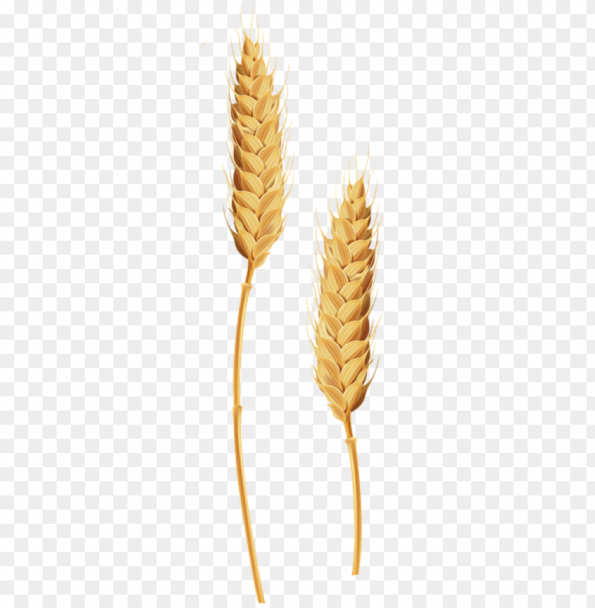 Detail Wheat Transparent Nomer 49