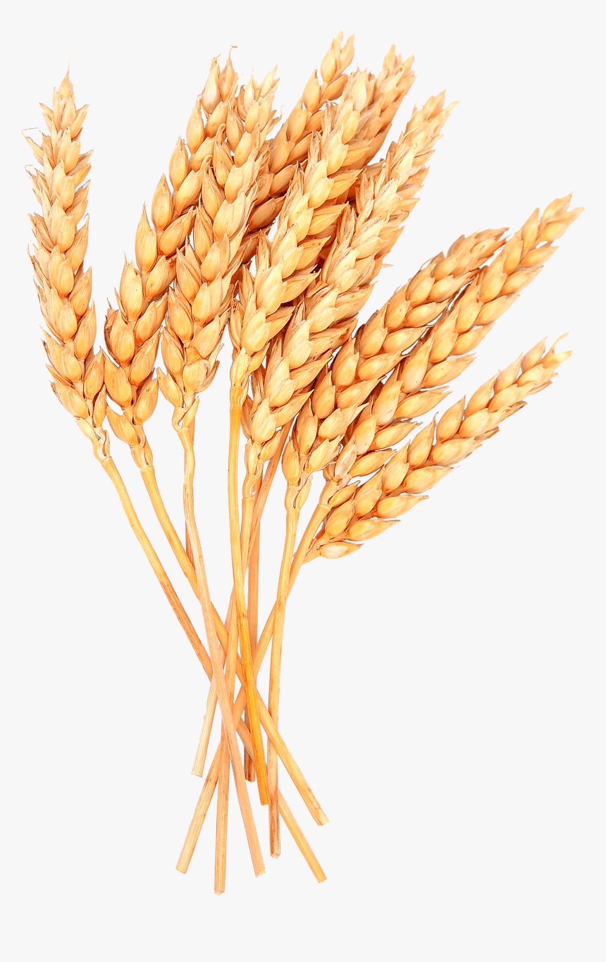 Detail Wheat Transparent Nomer 8
