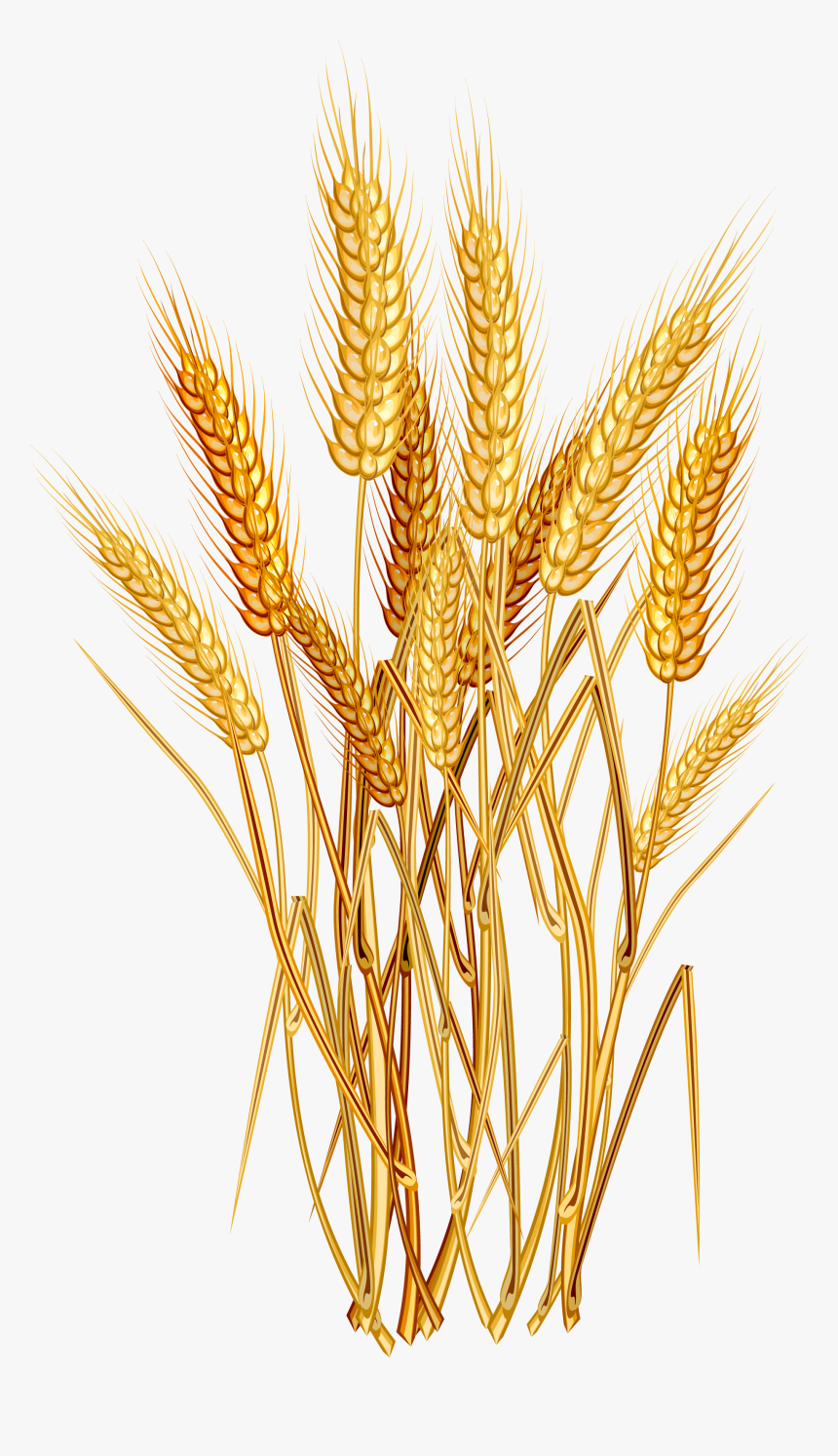 Detail Wheat Transparent Background Nomer 38