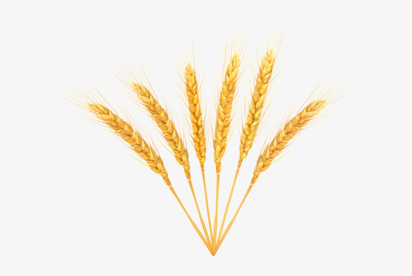 Detail Wheat Transparent Background Nomer 47
