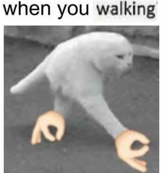 When You Walking Cat Meme - KibrisPDR