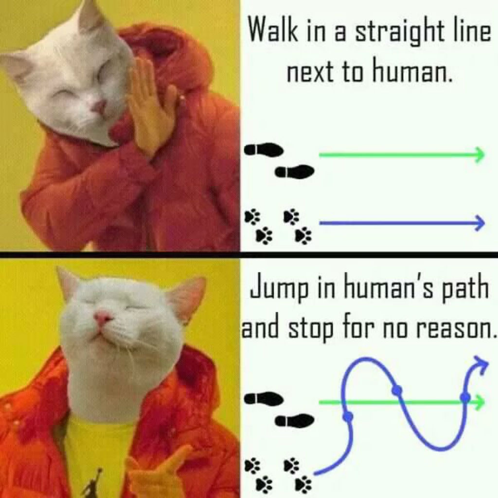 Detail When You Walking Cat Meme Nomer 27