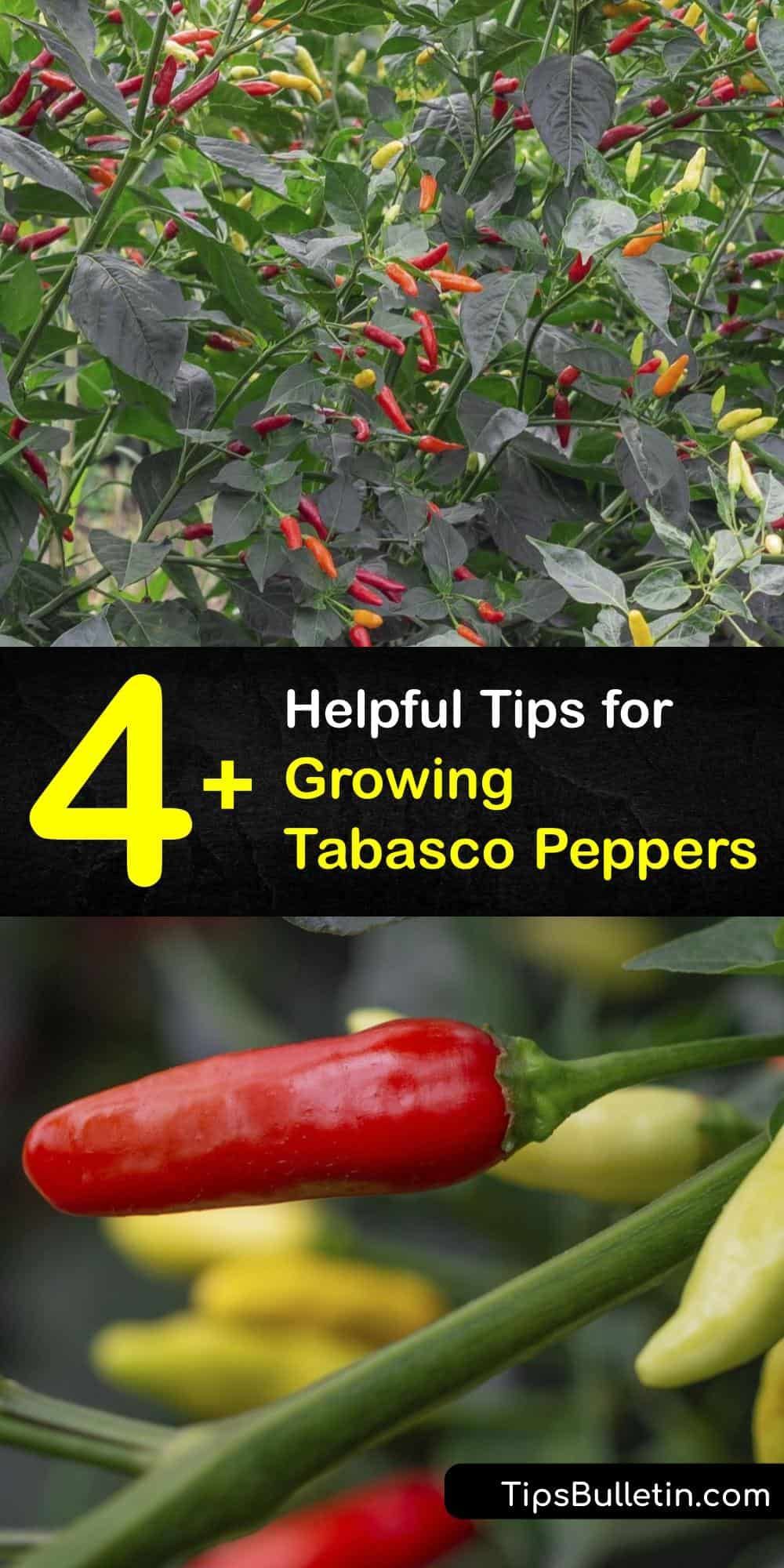 Detail Where Are Tabasco Peppers Grown Nomer 39