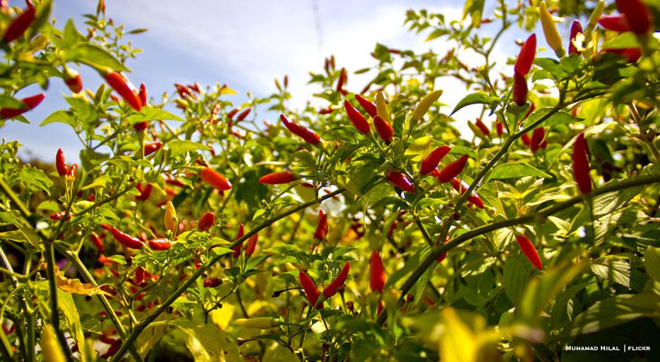 Detail Where Are Tabasco Peppers Grown Nomer 43