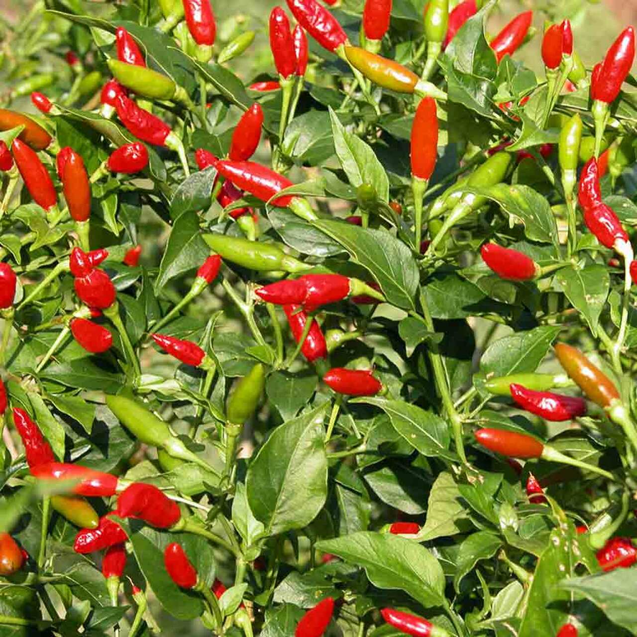 Detail Where Are Tabasco Peppers Grown Nomer 10