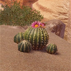 Detail Where To Find Bauble Cactus Nomer 21