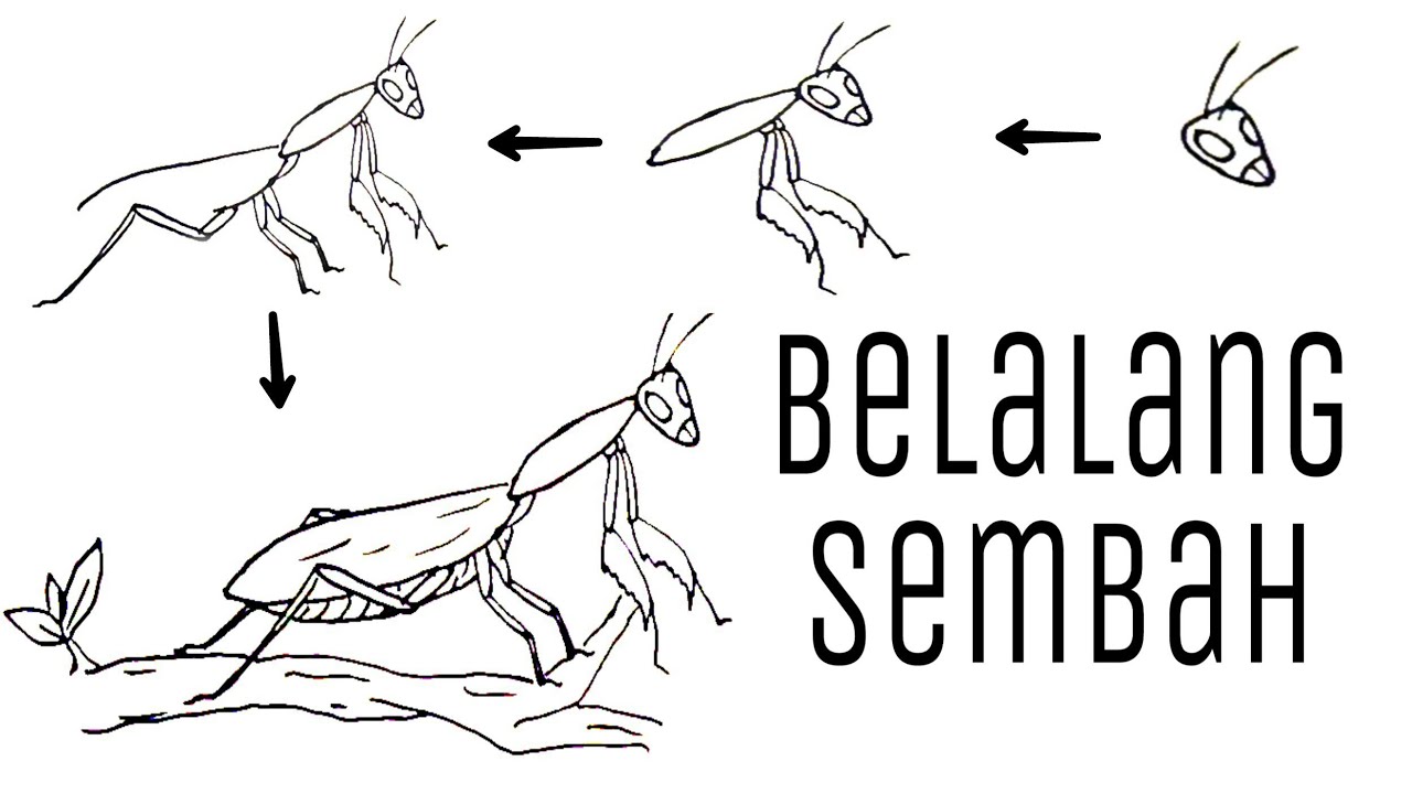 Sketsa Gambar Belalang Sembah - KibrisPDR