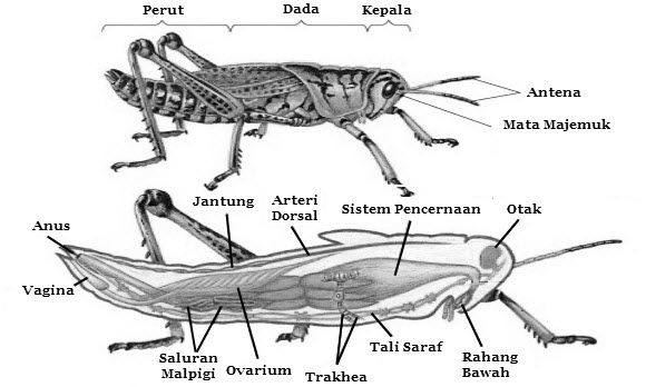 Detail Sketsa Gambar Belalang Sembah Nomer 32