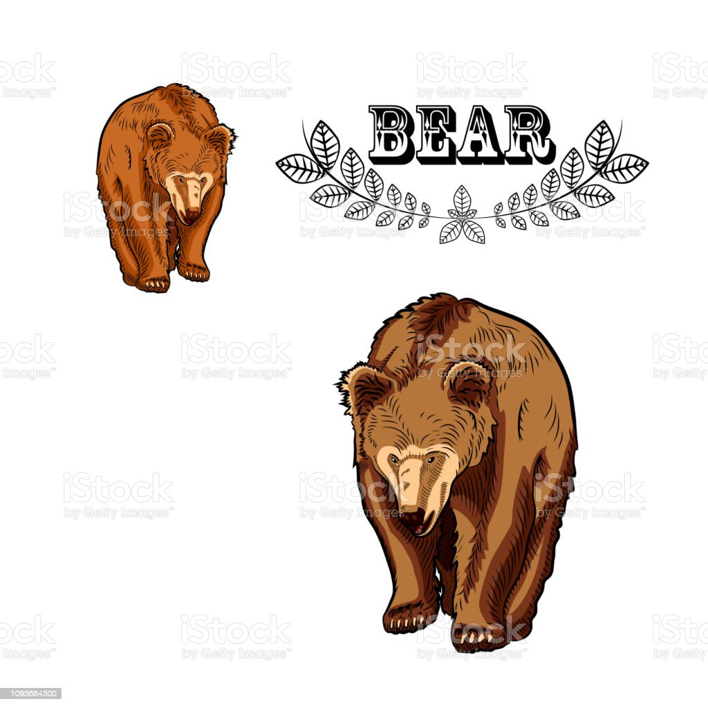 Detail Sketsa Gambar Beruang Nomer 38