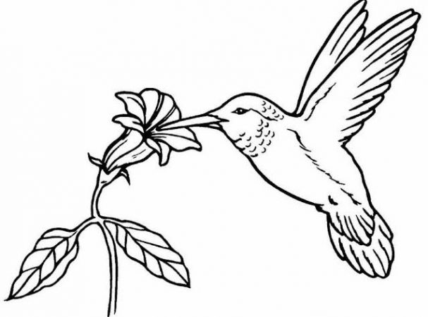 Detail Sketsa Gambar Binatang Darat Nomer 30