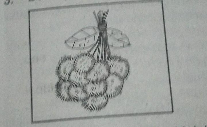 Detail Sketsa Gambar Buah Rambutan Koleksi Nomer 34