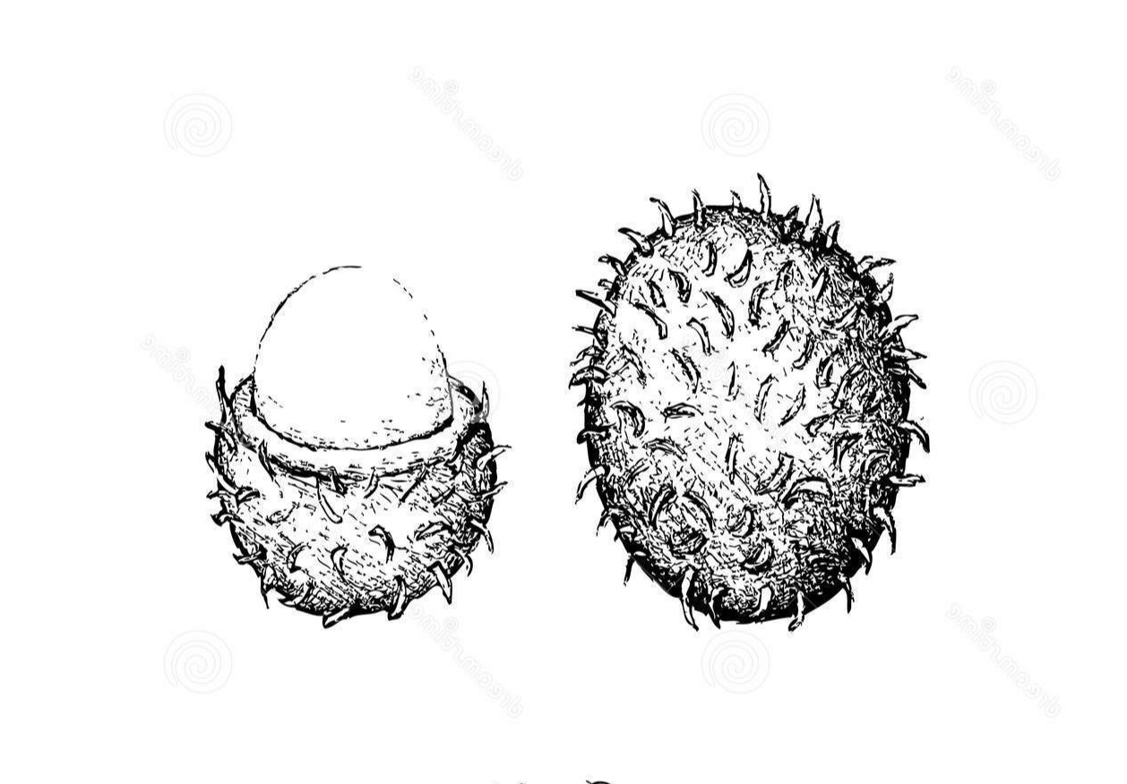 Detail Sketsa Gambar Buah Rambutan Koleksi Nomer 7