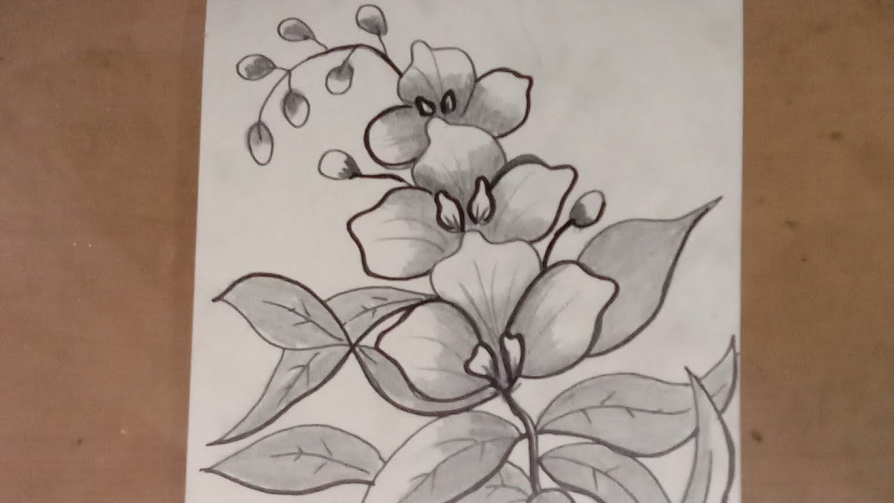 Detail Sketsa Gambar Bunga Anggrek Nomer 4