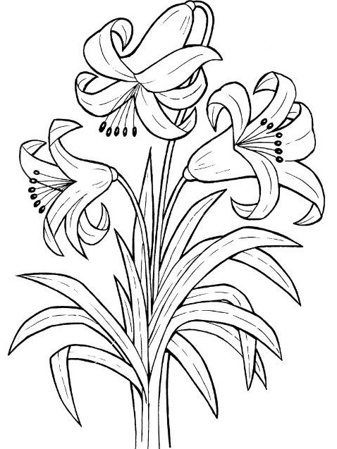 Detail Sketsa Gambar Bunga Bangkai Nomer 45