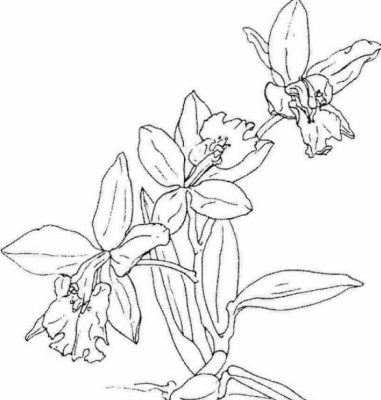 Detail Sketsa Gambar Bunga Cantik Dan Indah Nomer 46
