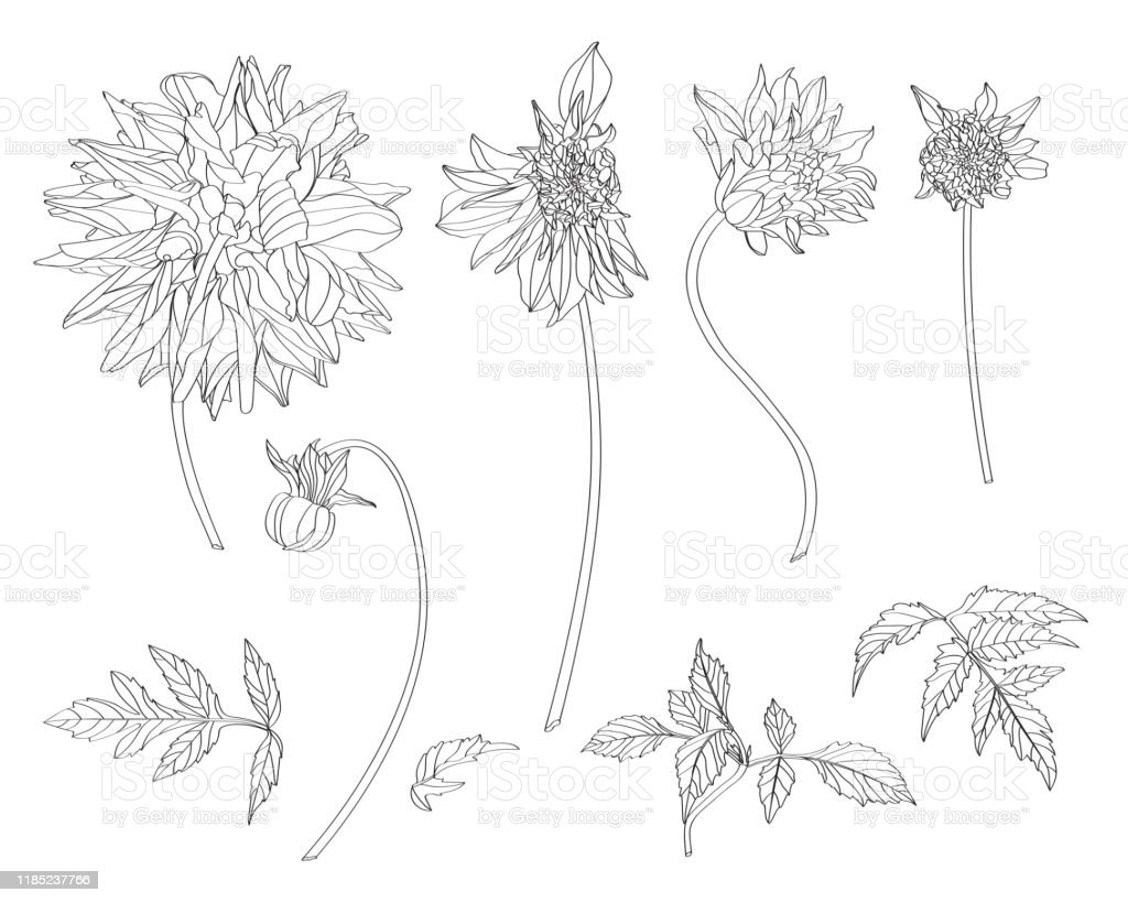 Detail Sketsa Gambar Bunga Dahlia Nomer 12