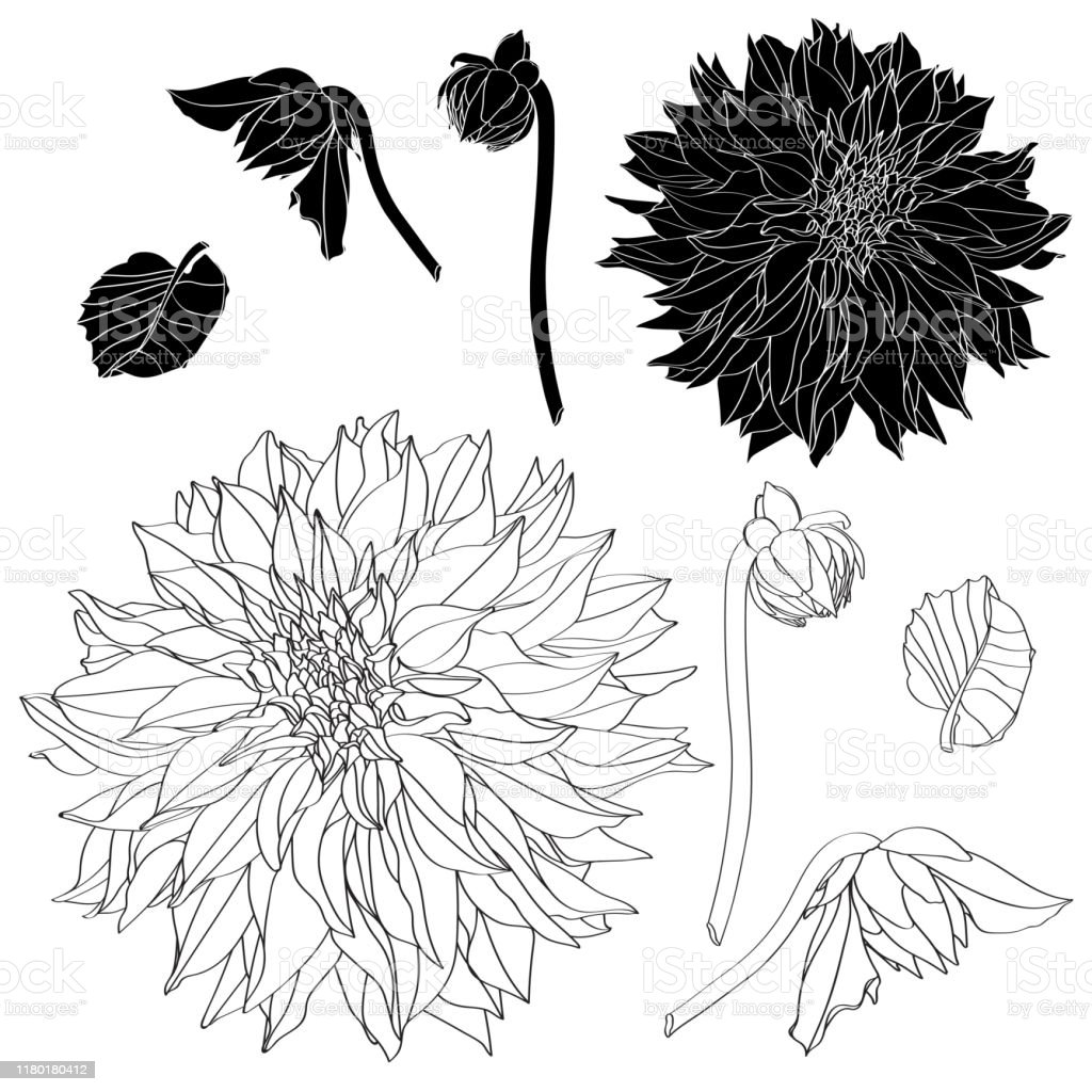 Detail Sketsa Gambar Bunga Dahlia Nomer 20