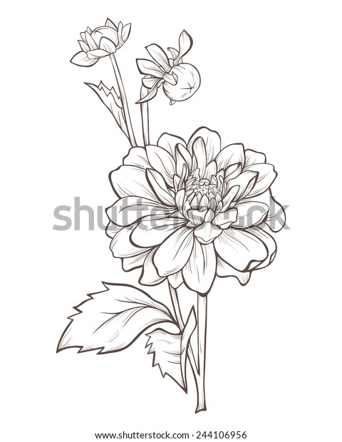 Detail Sketsa Gambar Bunga Dahlia Nomer 21