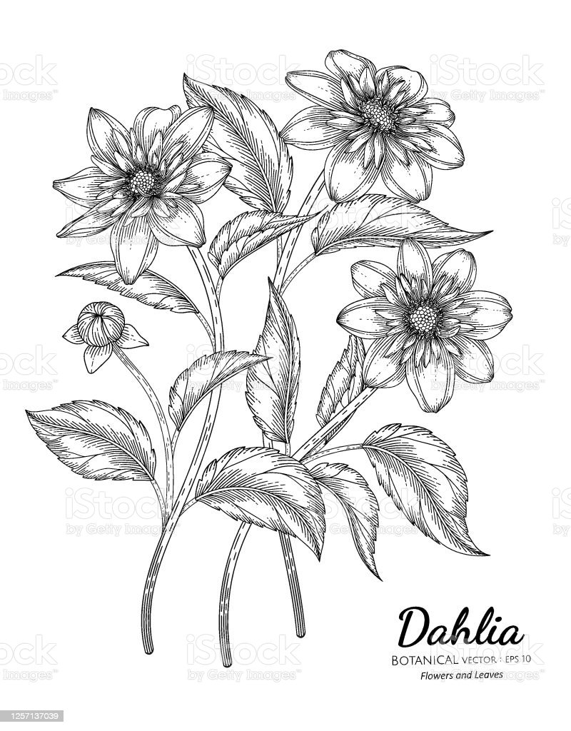 Detail Sketsa Gambar Bunga Dahlia Nomer 6