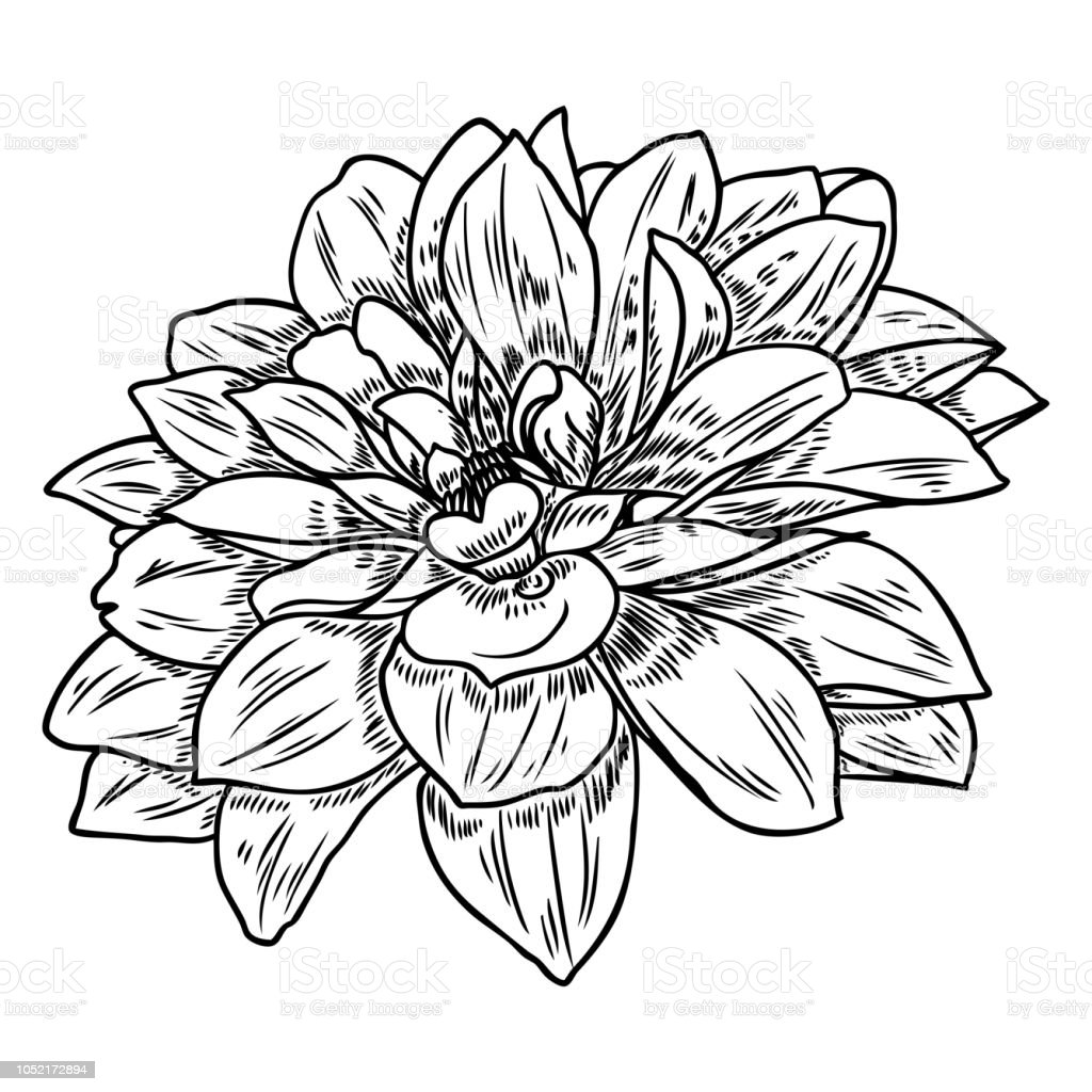 Detail Sketsa Gambar Bunga Dahlia Nomer 10