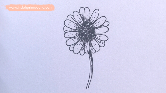 Detail Sketsa Gambar Bunga Daisy Nomer 13