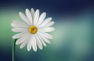 Detail Sketsa Gambar Bunga Daisy Nomer 33