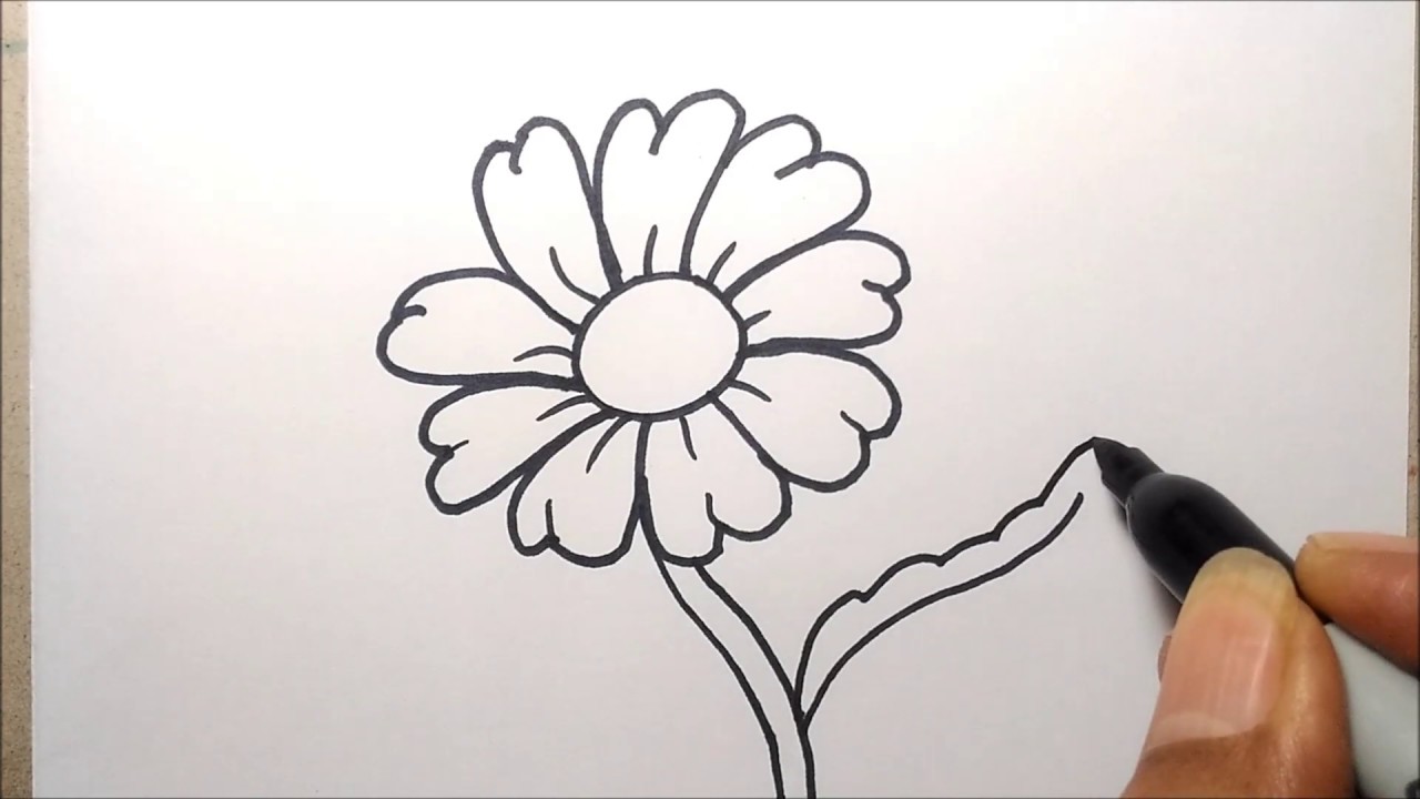 Detail Sketsa Gambar Bunga Daisy Nomer 35