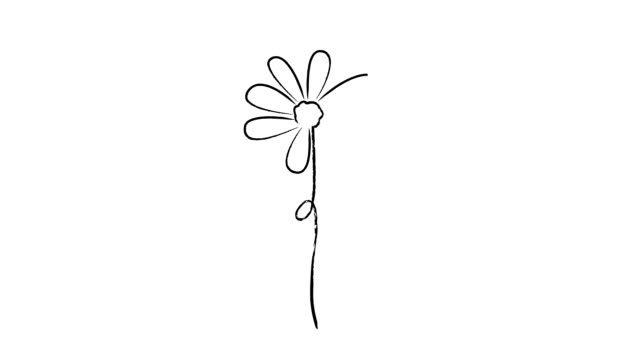 Detail Sketsa Gambar Bunga Daisy Nomer 37